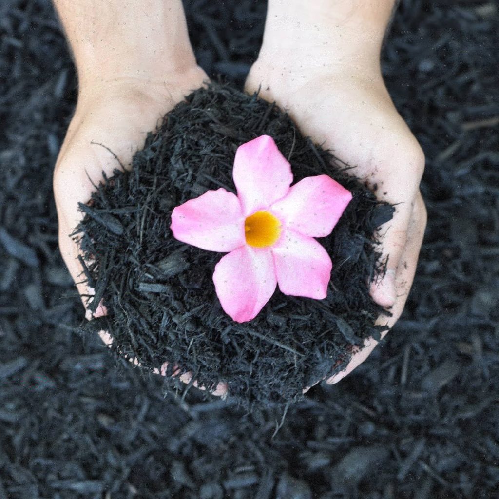 Black Colored Mulch