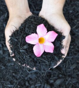 hands holding black mulch with a pick flowwer