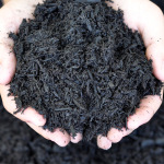 hands holding dyed black mulch