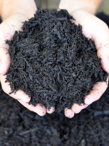 hands holding dyed black mulch
