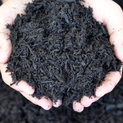 hands holding dyed black mulch