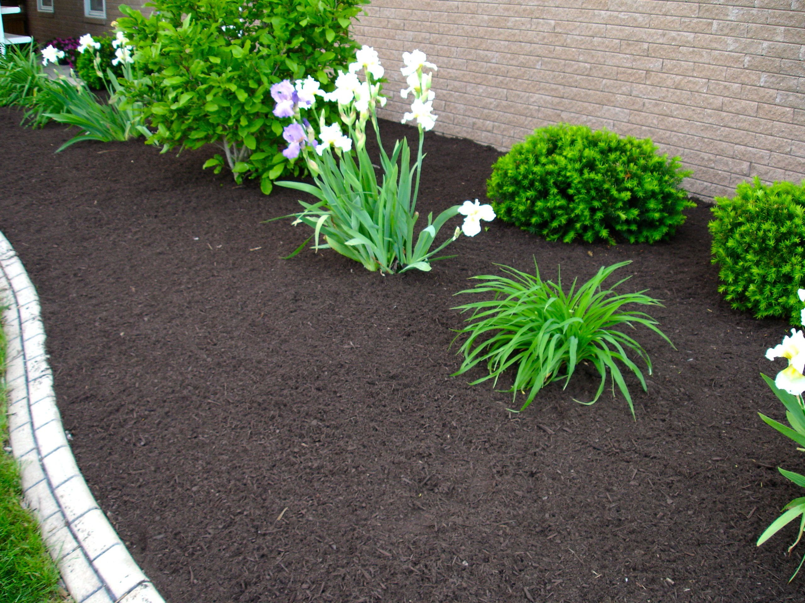 Image of Patio with black bark mulch