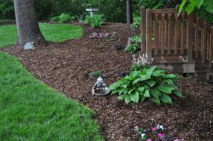 Plants in Shaded Areas