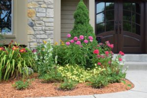 Gold Dyed Landscaping Pic
