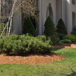 golden-colored-mulch