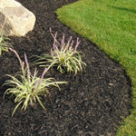 Dyed Black Mulch