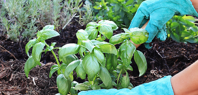 planting in mulch