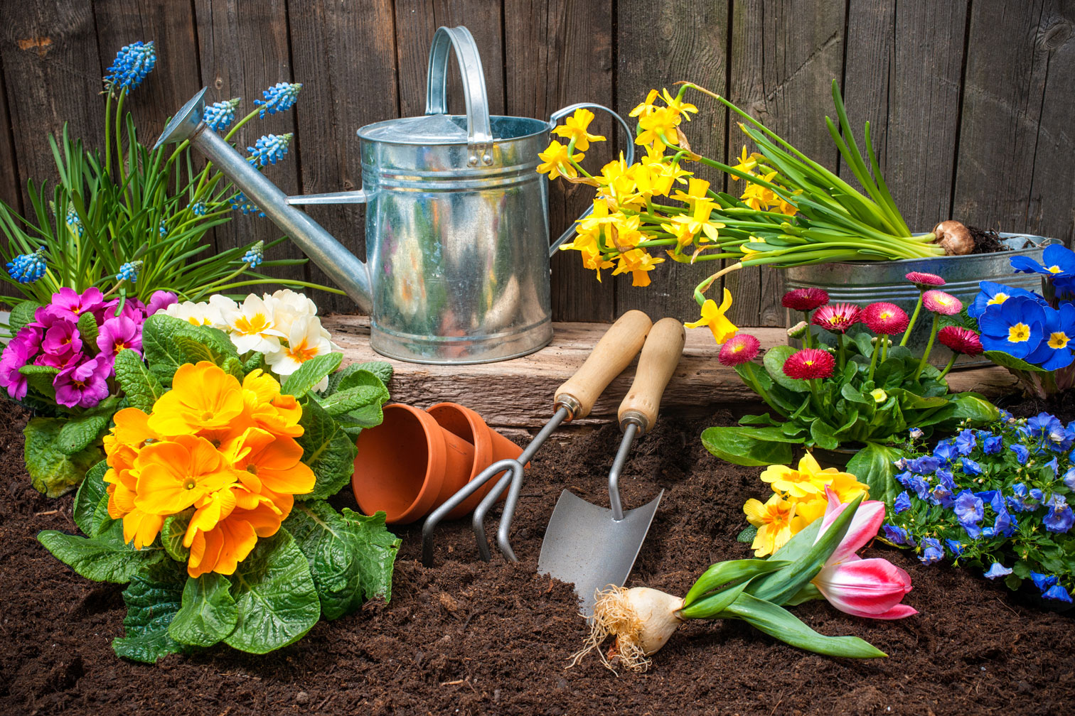 Landscaping with flowers, tools and soil