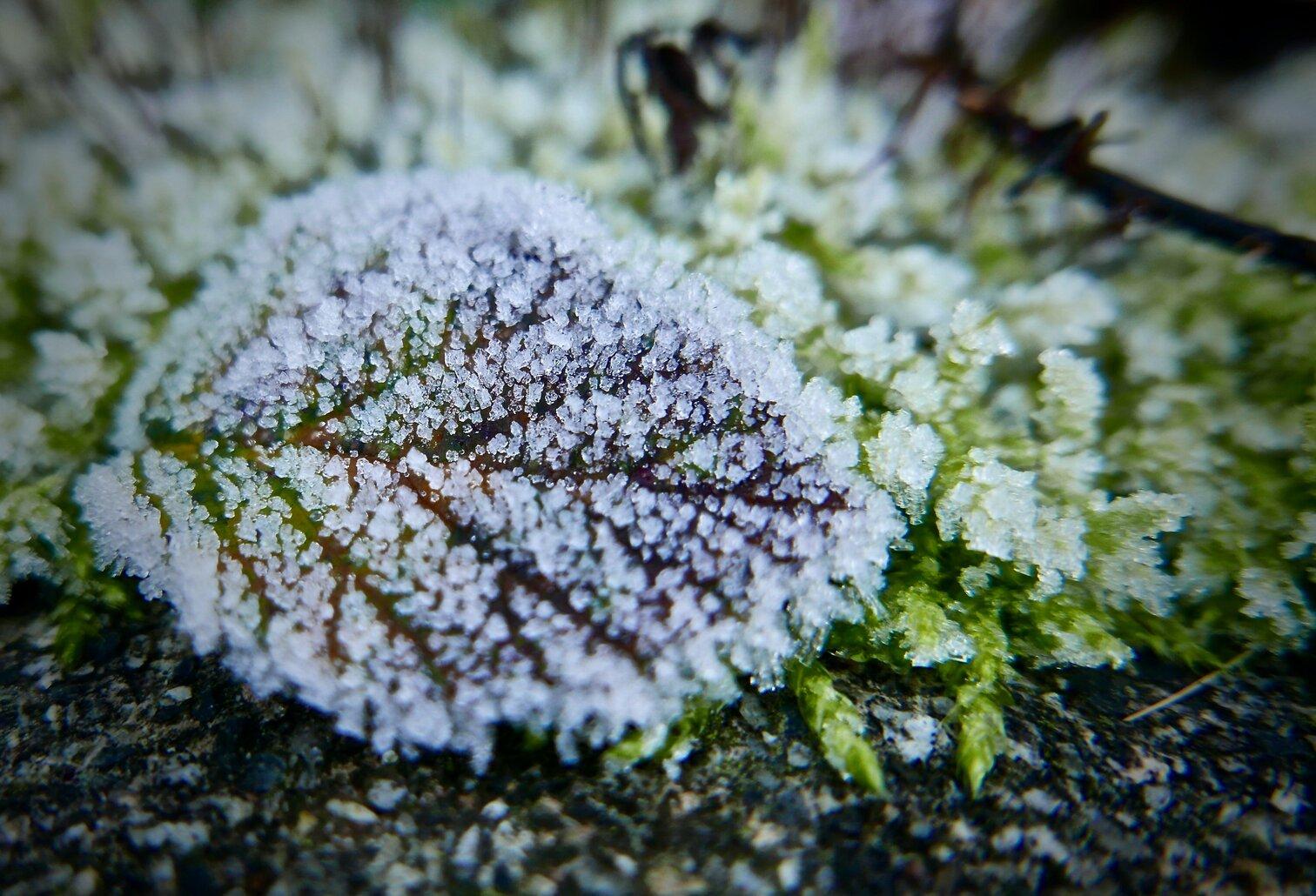 Snow on leaf