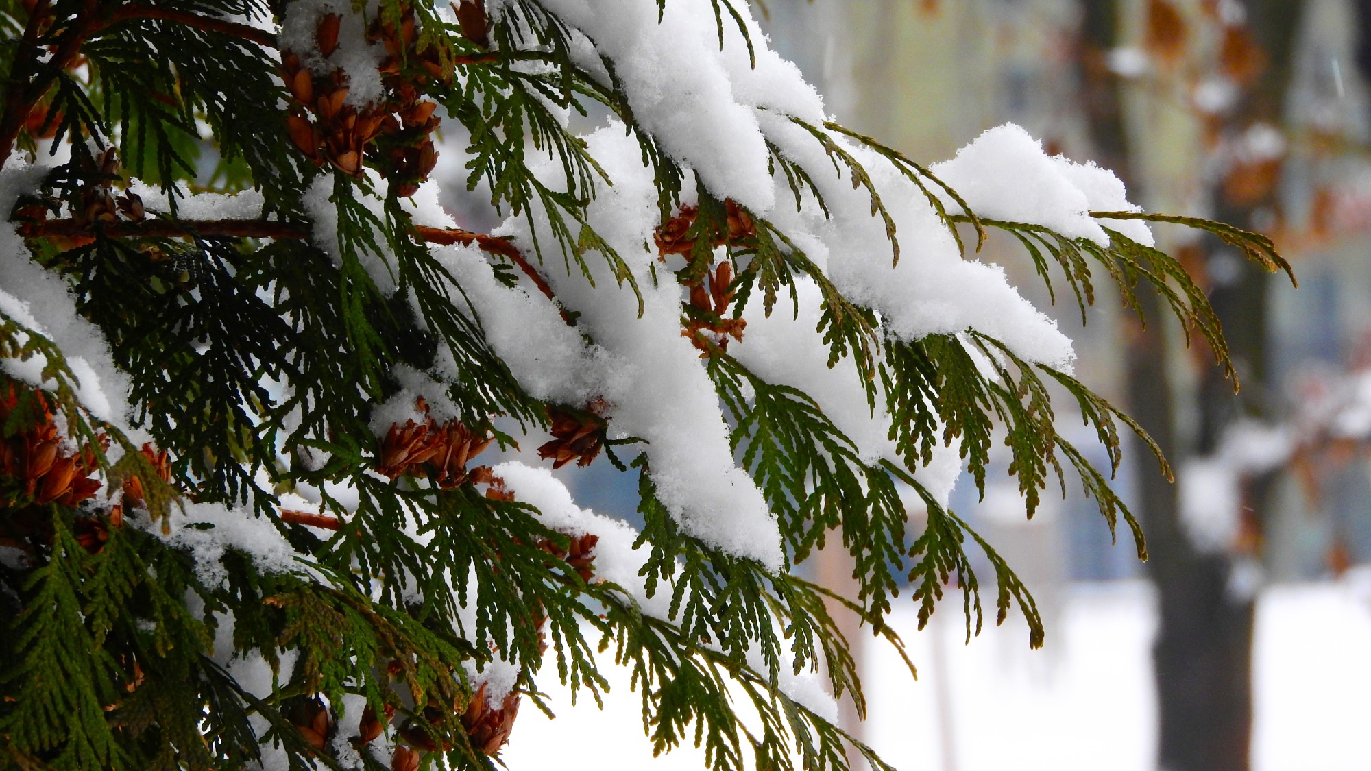 How to Protect Your Trees and Shrubs This Winter