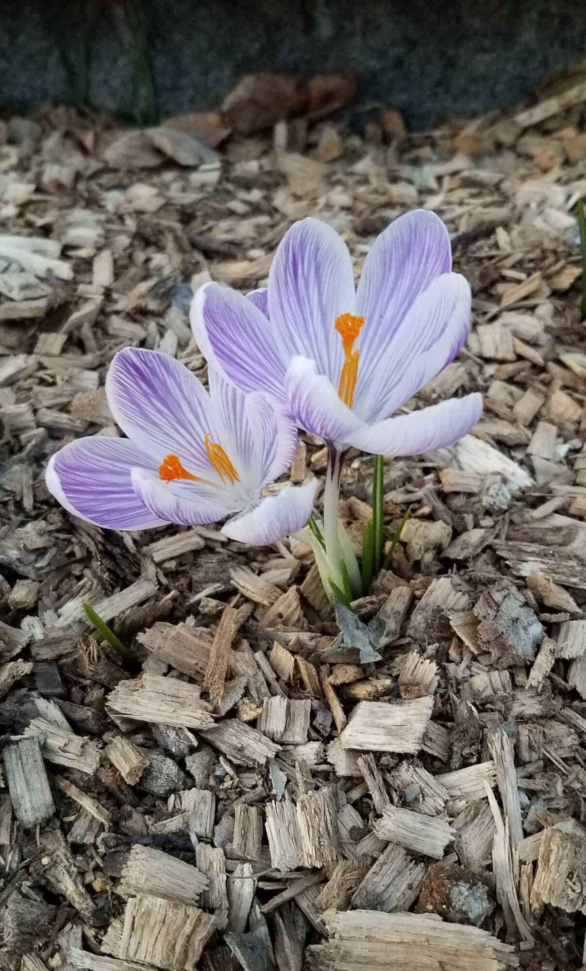 3 Ways Mulching Will Help Your Garden This Summer