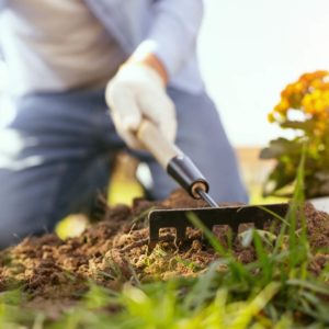 Late Summer Landscaping