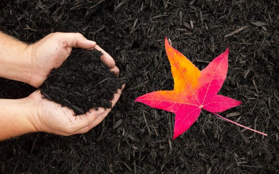 dark colored mulch
