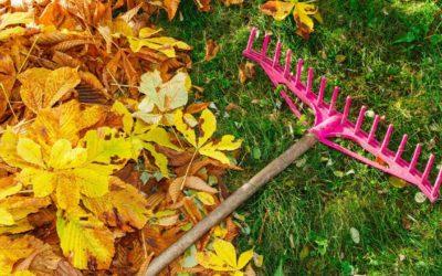 Utilize Fall Leaves in Your Garden: What You Need to Know