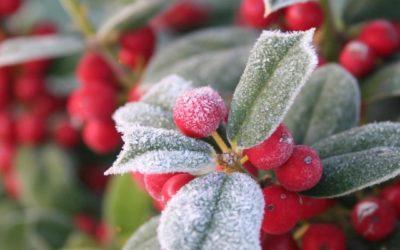 Maximizing Late Winter: Essential Mulch Bed and Gardening Tips