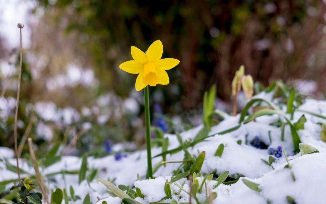 Winter Landscape