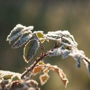 Winter Landscape 