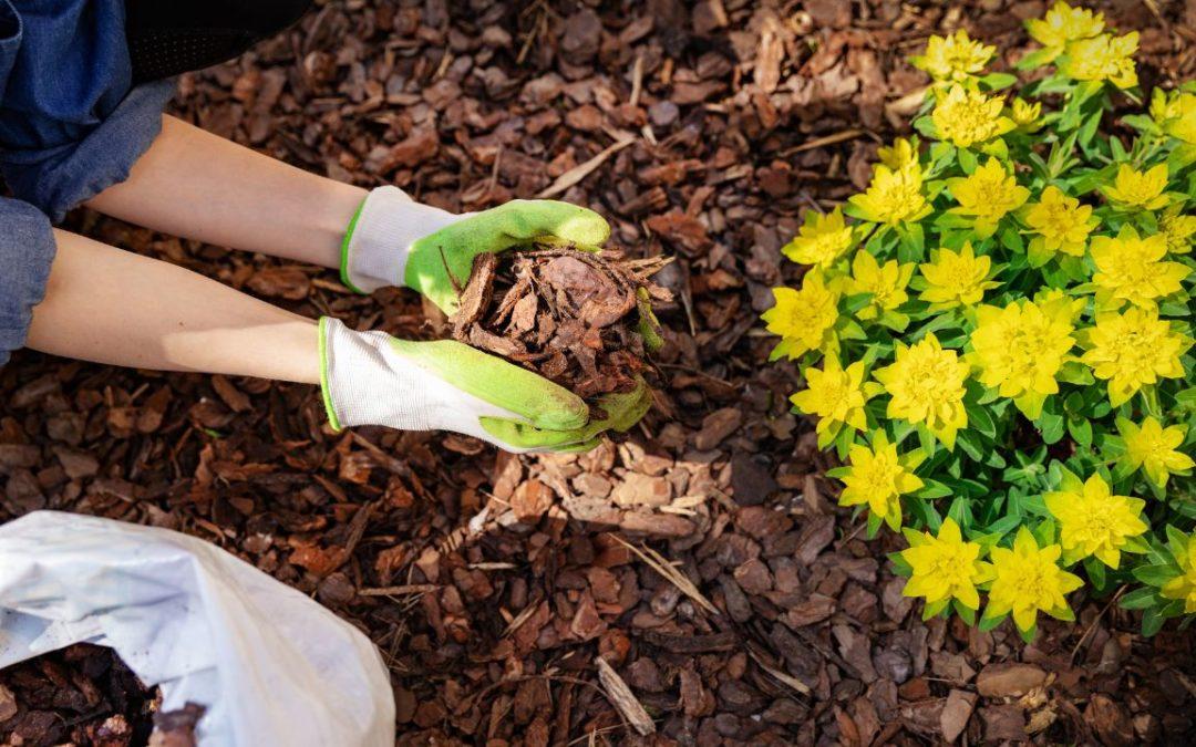Late Summer Mulching