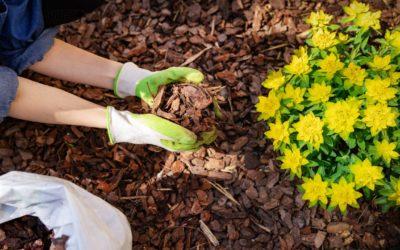 Can You Mulch in the Late Summer?