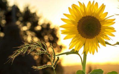 The Top Summer Landscaping Trends of 2022