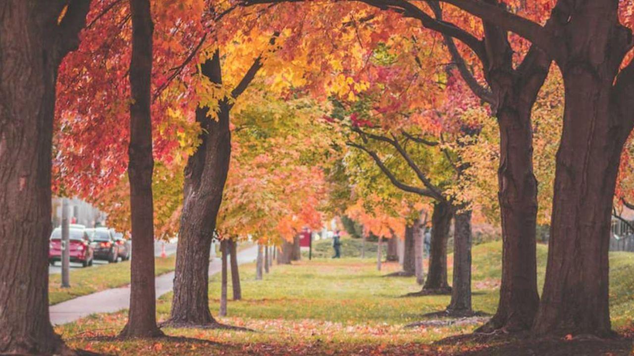 Fall Landscaping Checklist: Indiana - McCarty Mulch