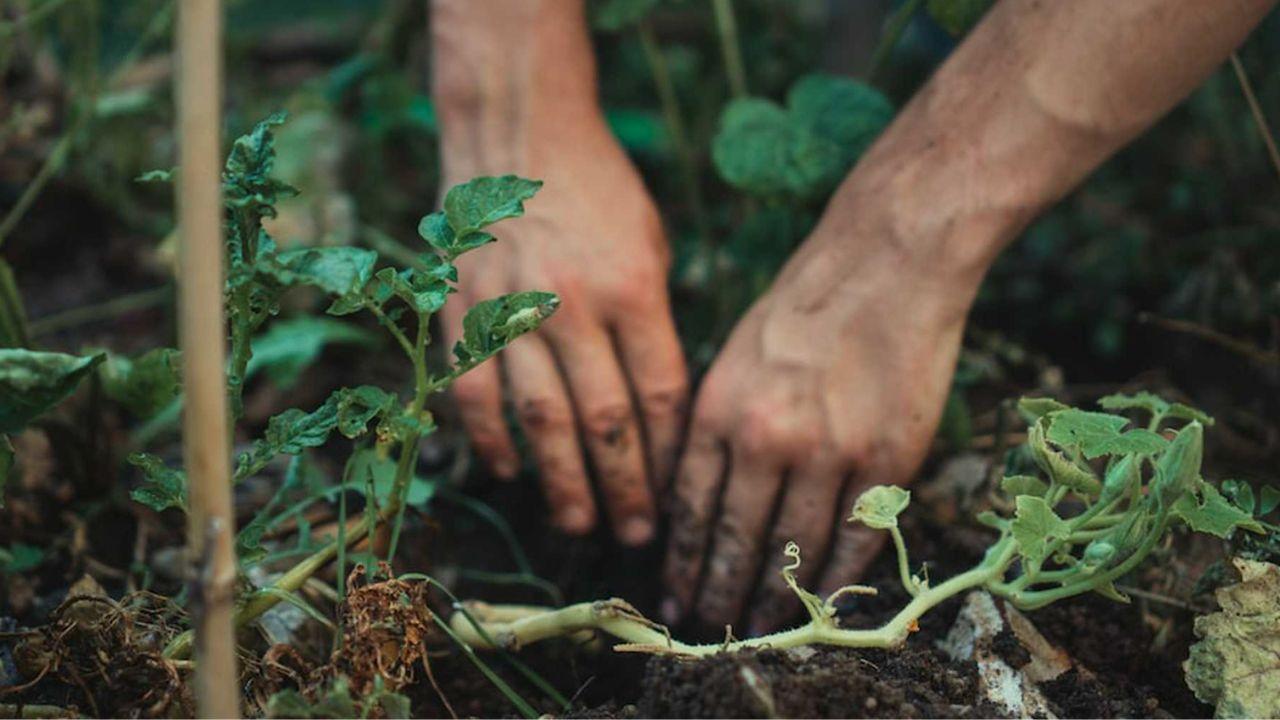 What Should You Plant in the Late Fall in Indiana McCarty Mulch