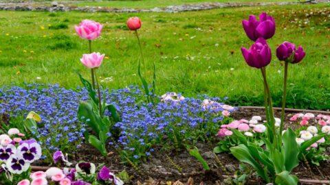 How to make your landscape pop this spring - McCarty Mulch