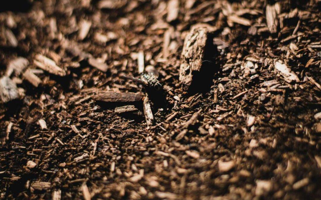 Maximizing the Benefits of Mulch with Proper Maintenance