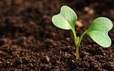 Selecting the Perfect Mulch to Enhance Your Landscape!