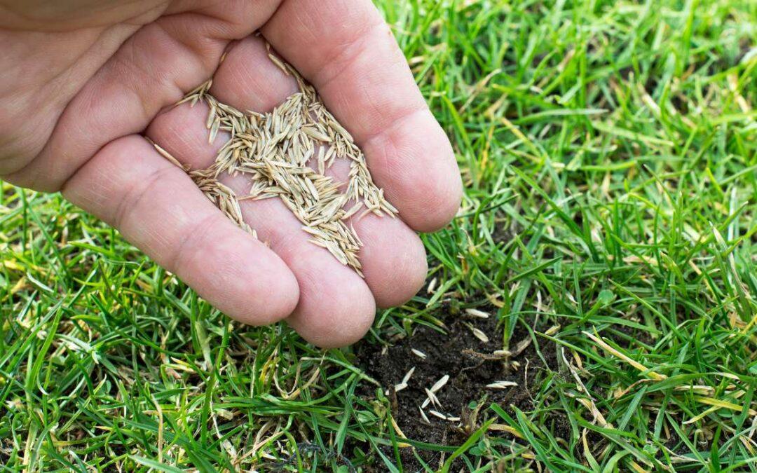 One of the easiest ways to ensure your lawn looks the best it can be is to start by selecting the right kind of grass seed.