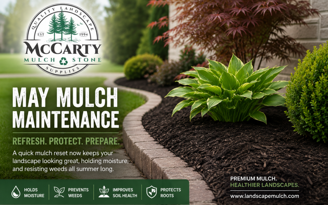 Branded McCarty Mulch & Stone promotional image showing a neatly edged landscape bed with fresh dark mulch, a large green hosta, trimmed shrubs, and a curved stone border beside a home. The company logo appears at the top left with bold text reading “May Mulch Maintenance” and smaller text about refreshing, protecting, and preparing mulch beds for summer.