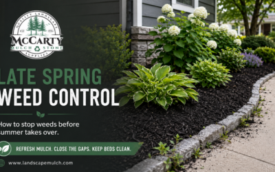 The Weeds Are Winning (For Now): How to Take Back Control Before Summer Hits